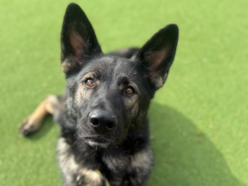 Indie | German Shepherd Dog Cross | Shrewsbury (Shropshire) - 4