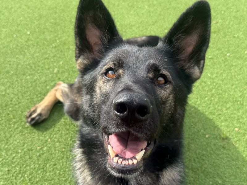Indie | German Shepherd Dog Cross | Shrewsbury (Shropshire) - 5