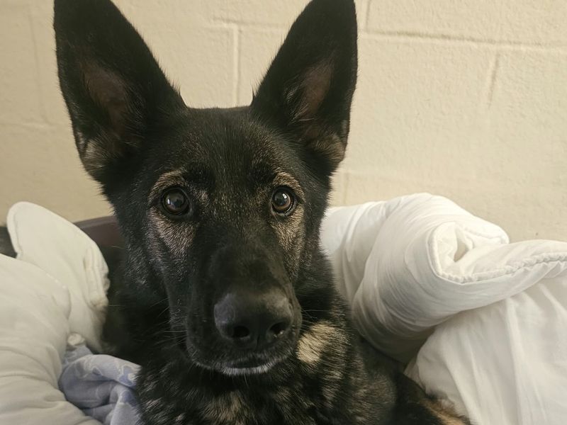 Indie | German Shepherd Dog Cross | Shrewsbury (Shropshire) - 2