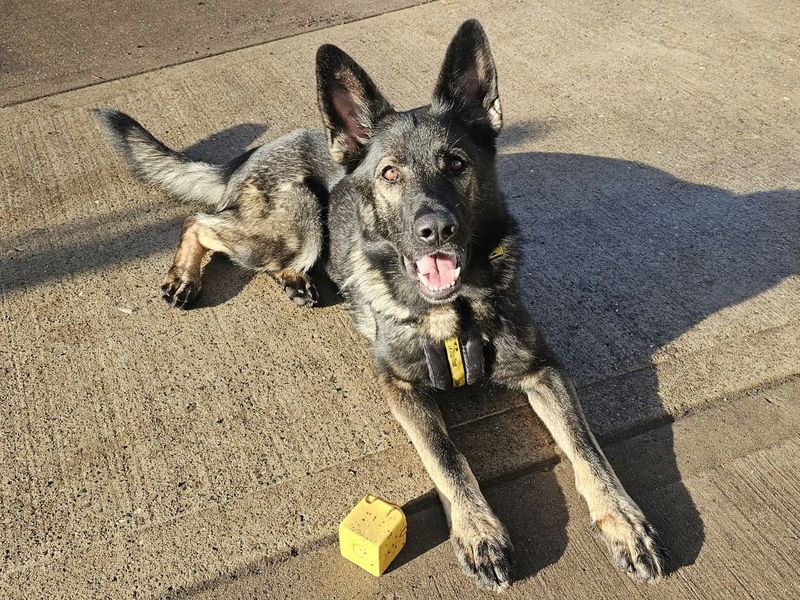 Indie | German Shepherd Dog Cross | Shrewsbury (Shropshire) - 6