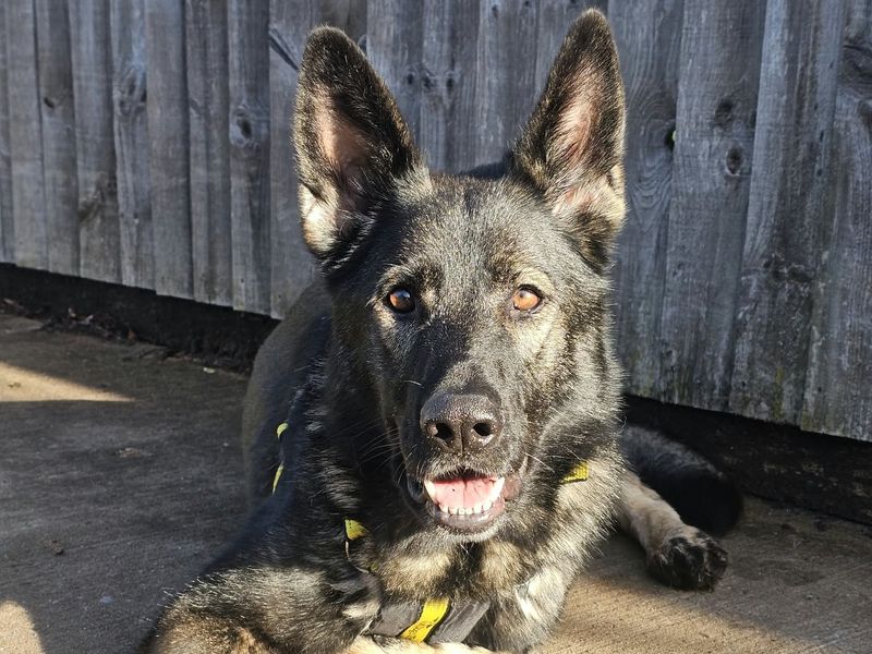 Indie | German Shepherd Dog Cross | Shrewsbury (Shropshire) - 3