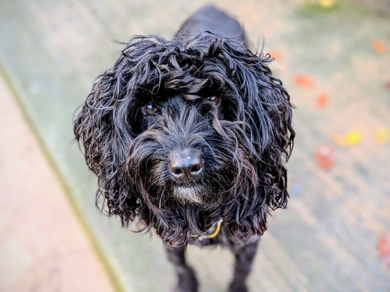 Cocker Spaniel for adoption in Cardiff, Glamorgan – 3 years old