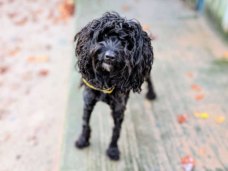 Poodle for adoption in Cardiff, Glamorgan – 3 years old - Image 5 of 5
