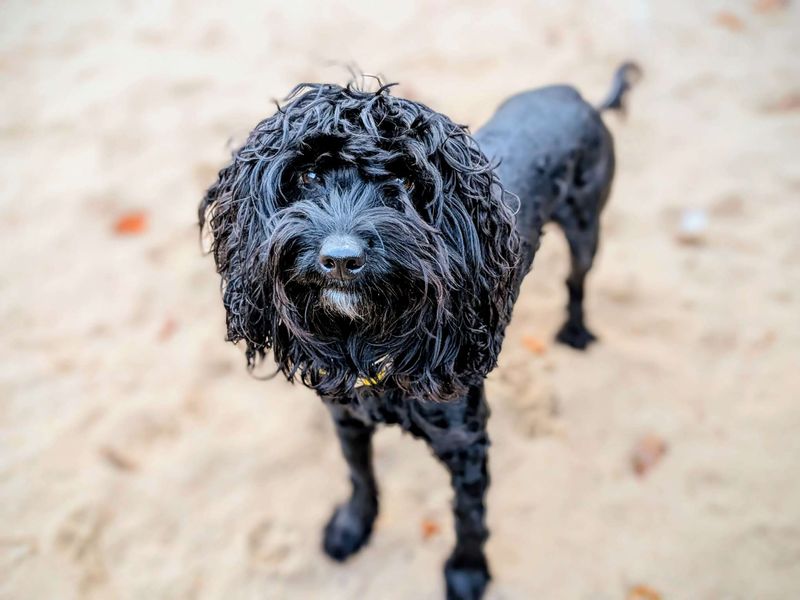 Poodle for adoption in Cardiff, Glamorgan – 3 years old - Image 3 of 5