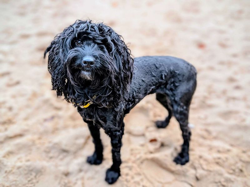 Poodle for adoption in Cardiff, Glamorgan – 3 years old - Image 4 of 5