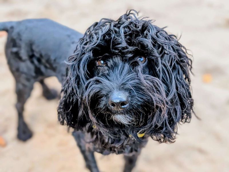 Poodle for adoption in Cardiff, Glamorgan – 3 years old - Image 2 of 5