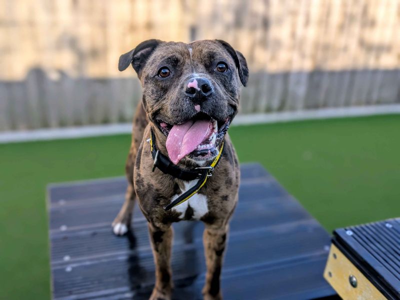 Button, a 2 years old female Staffordshire Bull Terrier available for adoption from Dogs Trust in Cardiff
