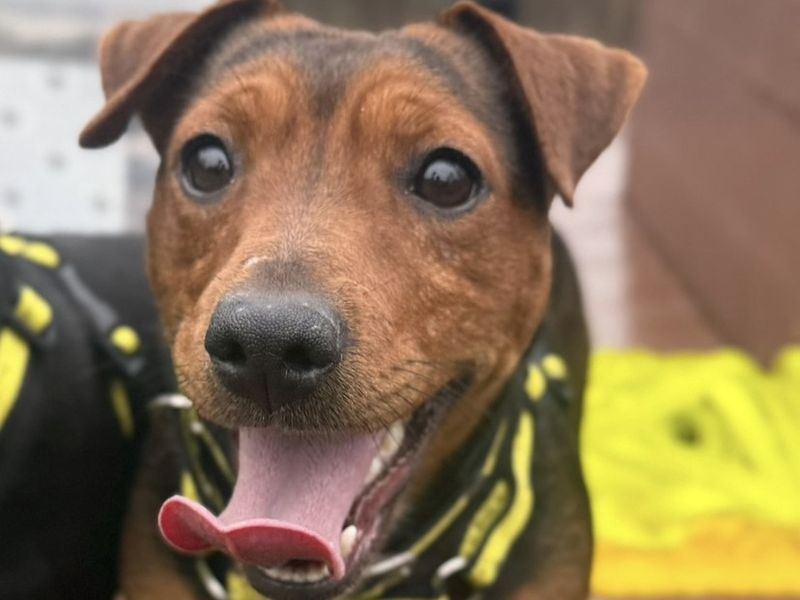 Storm, a 4 years old female Terrier available for adoption from Dogs Trust in Shrewsbury, Shropshire