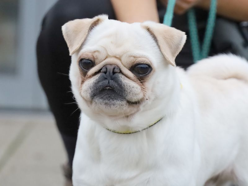 Hugo | Pug | Leeds - 1