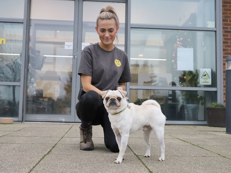 Pug for adoption in Leeds, West Yorkshire – 3 years old - Image 3 of 3