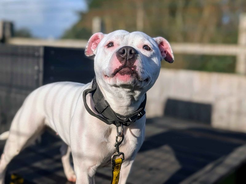 Staffordshire Bull Terrier for adoption in Cardiff / Caerdydd, South Glamorgan – 1 year old - Image 2 of 5