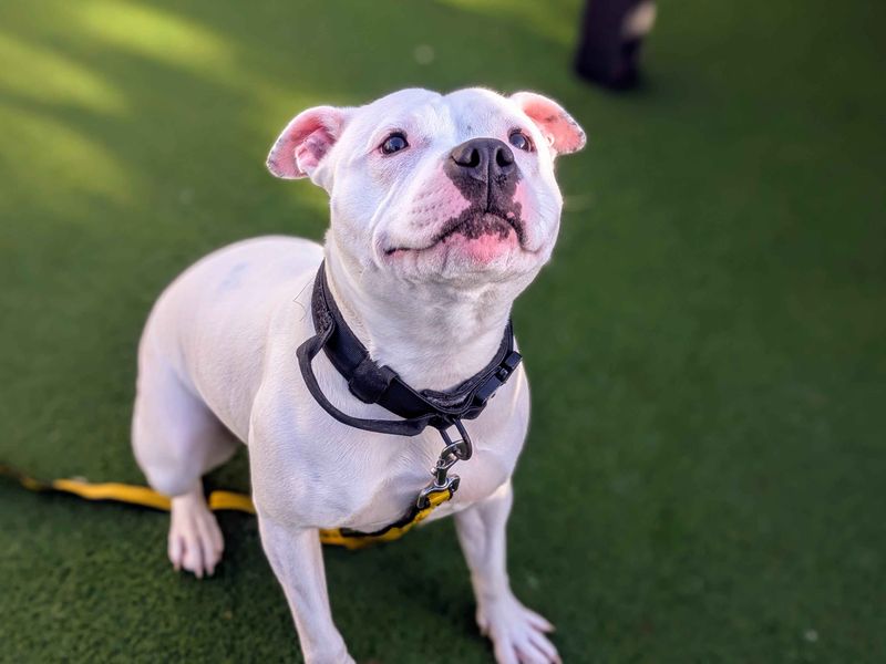 Staffordshire Bull Terrier for adoption in Cardiff / Caerdydd, South Glamorgan – 1 year old - Image 4 of 5