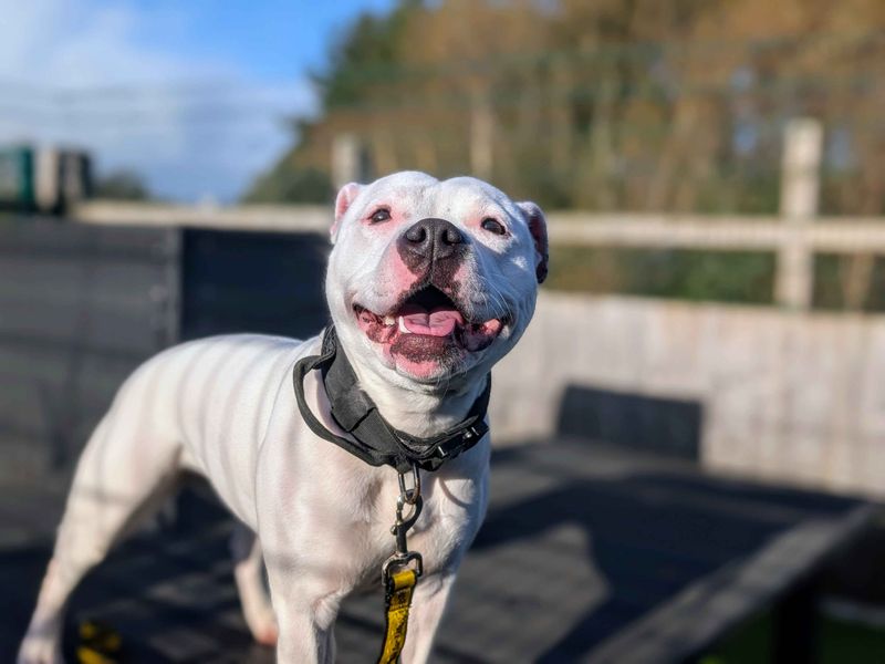 Miss Piggy, a 2 years old female Staffordshire Bull Terrier available for adoption from Dogs Trust in Cardiff