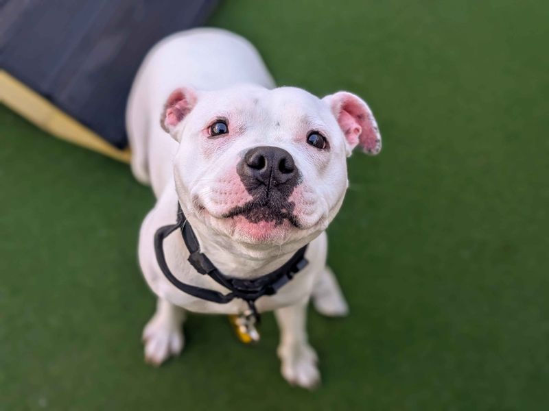 Staffordshire Bull Terrier for adoption in Cardiff / Caerdydd, South Glamorgan – 1 year old - Image 5 of 5