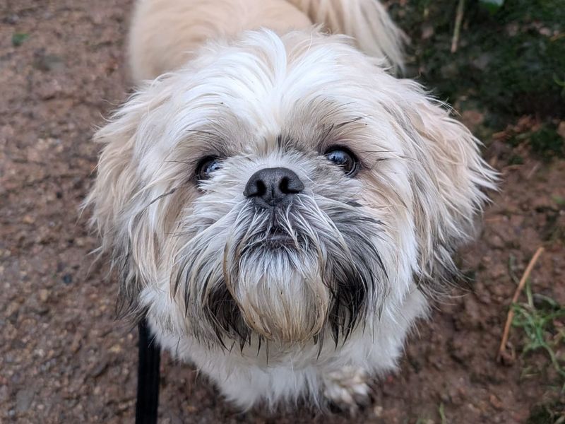 Shih Tzu Dogs And Puppies For Adoption