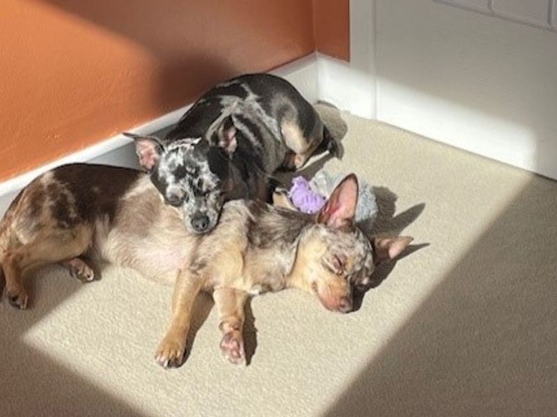 Bruno Mars | Chihuahua (Smooth Coat) | Basildon (Essex) - 1