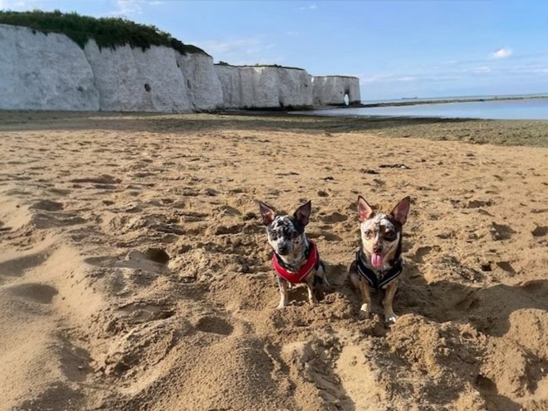 Brody - Image 7 of 9