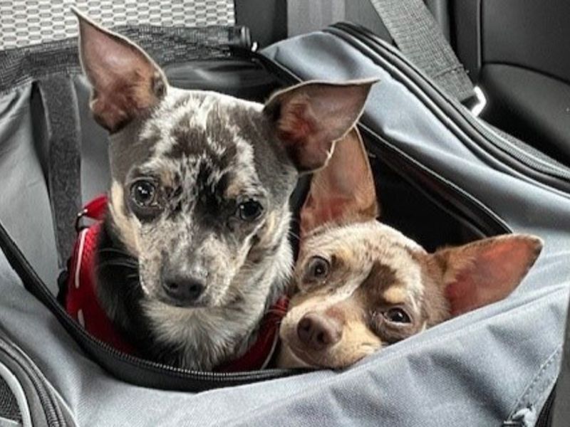 Brody - Image 8 of 9