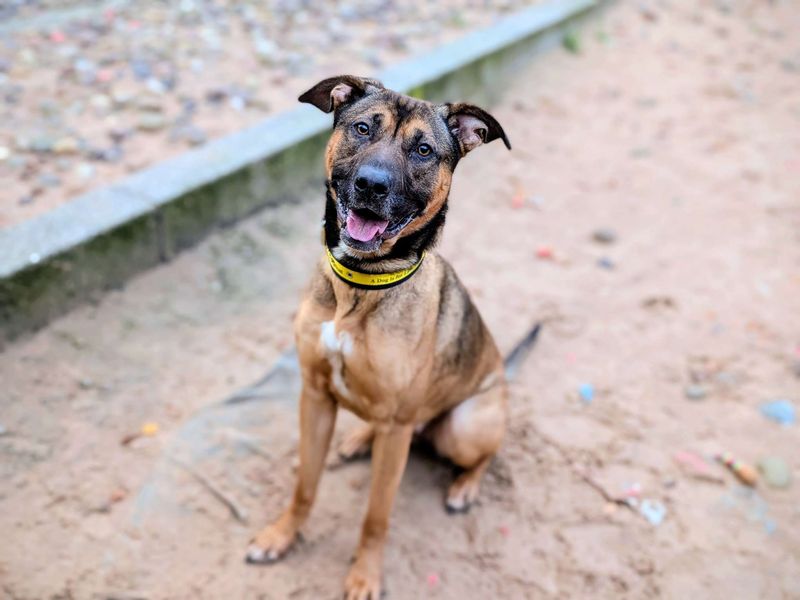 Staffordshire Bull Terrier for adoption in Cardiff, Glamorgan – 2 years old - Image 4 of 5