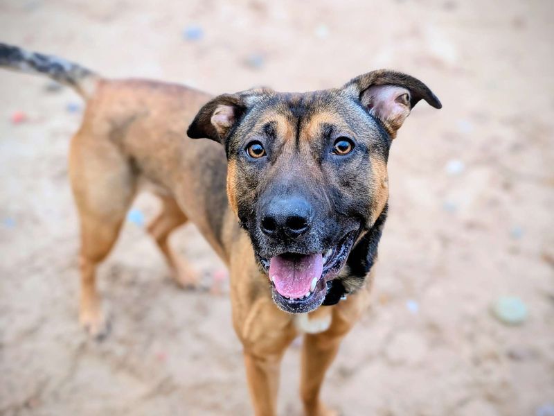 Staffordshire Bull Terrier for adoption in Cardiff, Glamorgan – 2 years old