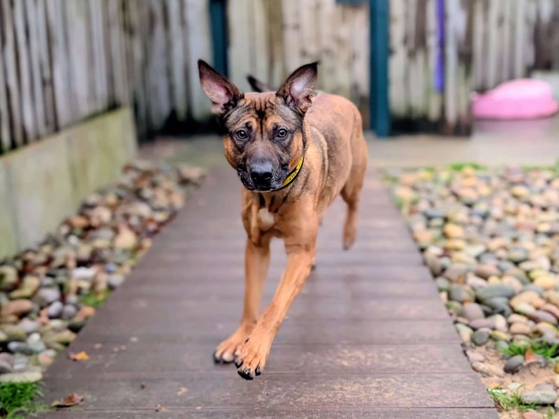 Staffordshire Bull Terrier for adoption in Cardiff, Glamorgan – 2 years old - Image 2 of 5
