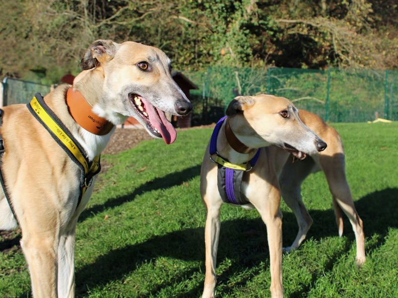 Greyhound for adoption in Liverpool, Merseyside – 4 years old - Image 3 of 4