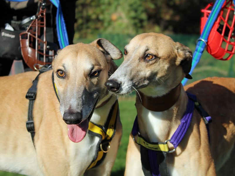 Greyhound for adoption in Liverpool, Merseyside – 4 years old - Image 4 of 4