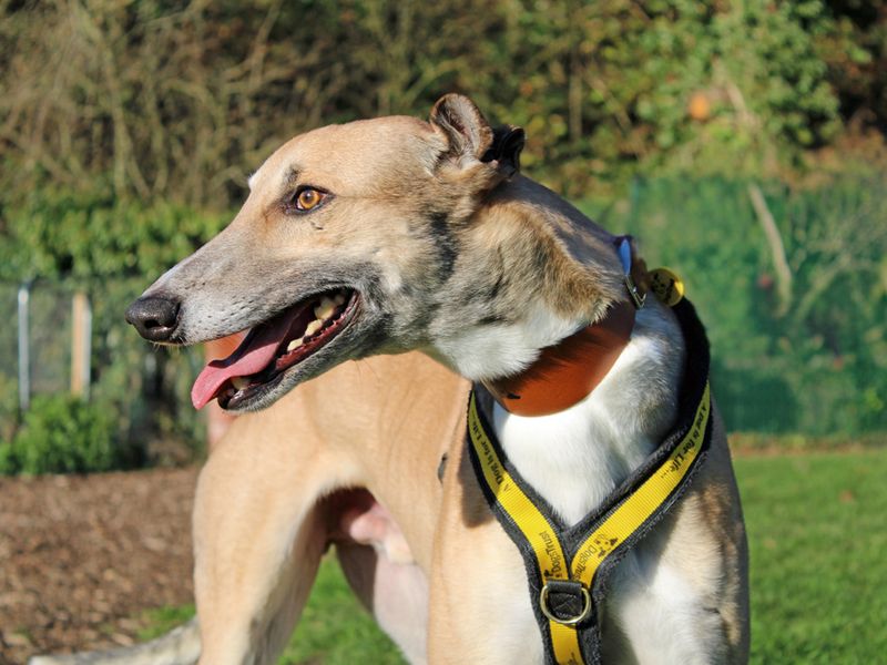 Greyhound for adoption in Liverpool, Merseyside – 4 years old