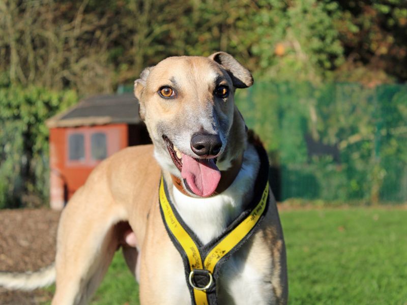Greyhound for adoption in Liverpool, Merseyside – 4 years old - Image 2 of 4