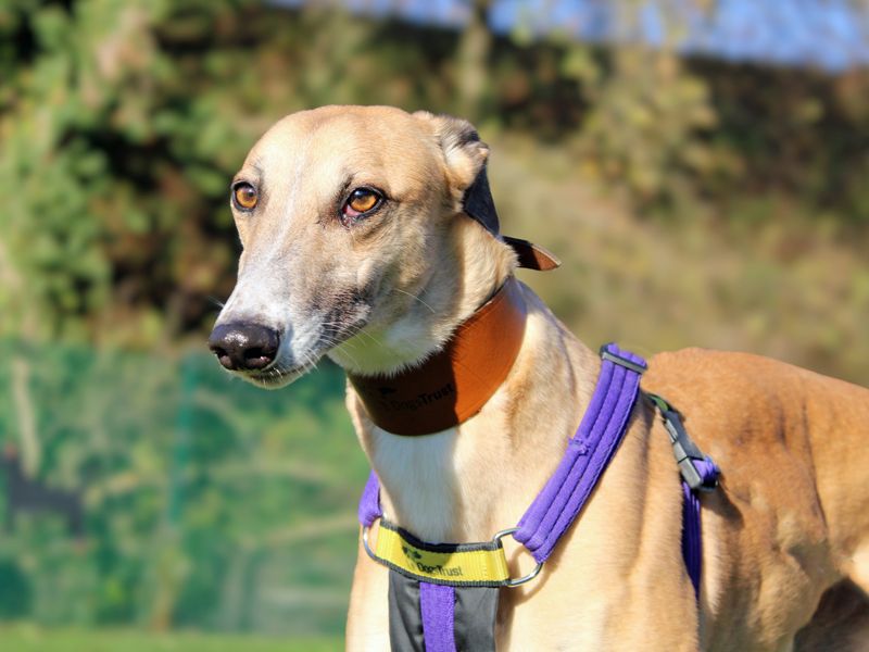 Greyhound for adoption in Liverpool, Merseyside – 4 years old