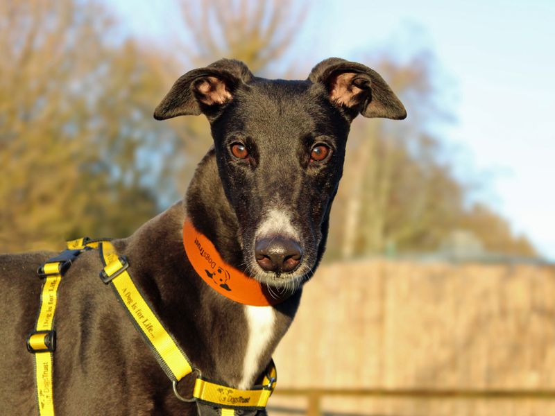 Greyhound for adoption in Liverpool, Merseyside – 4 years old - Image 2 of 3