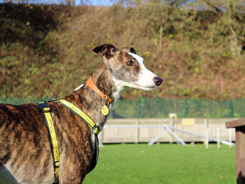 Greyhound for adoption in Liverpool, Merseyside – 3 years old - Image 2 of 4