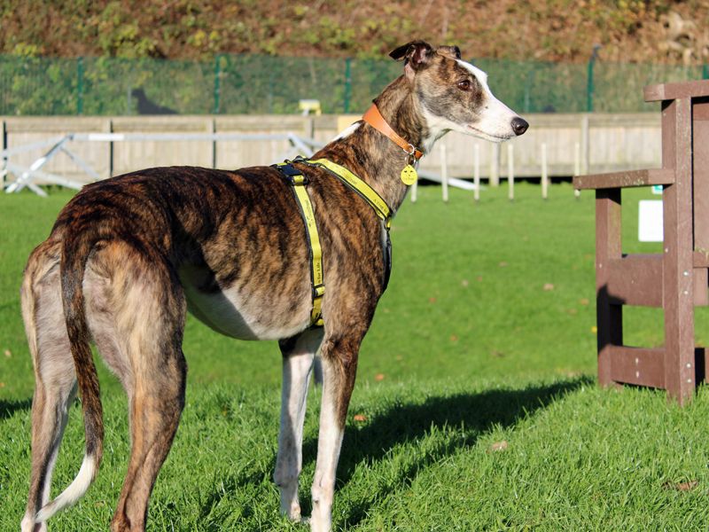 Greyhound for adoption in Liverpool, Merseyside – 3 years old - Image 4 of 4