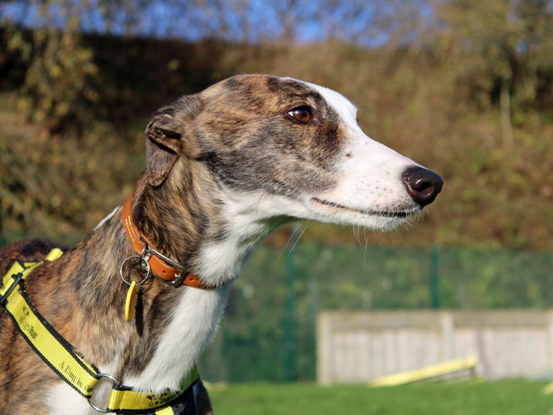 Greyhound for adoption in Liverpool, Merseyside – 3 years old