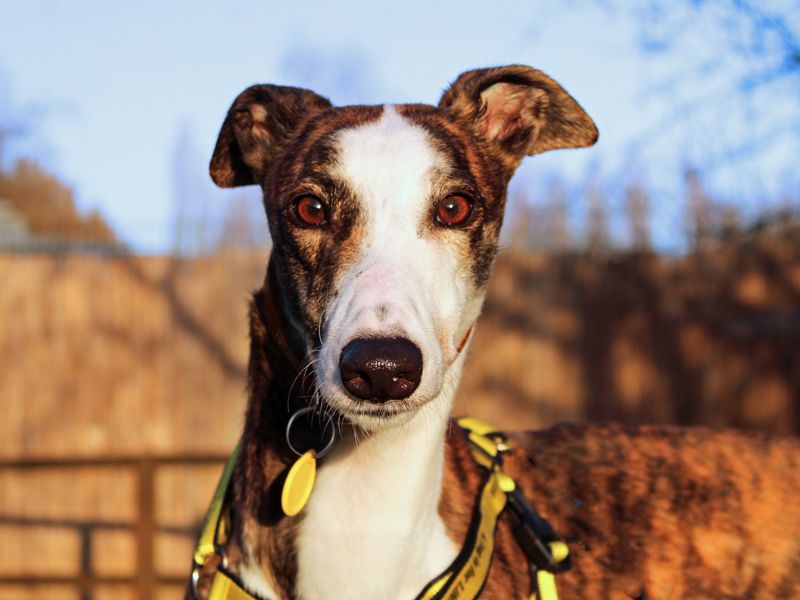 Greyhound for adoption in Liverpool, Merseyside – 3 years old - Image 3 of 4