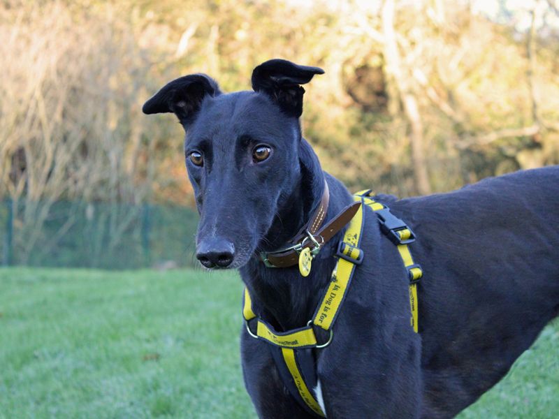 Tommy | Greyhound | Merseyside (Liverpool) - 1