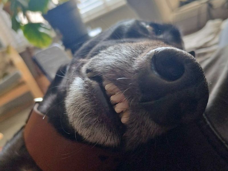 Tommy | Greyhound | Merseyside (Liverpool) - 1