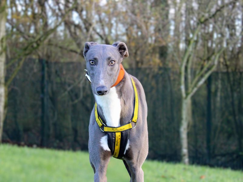 Greyhound for adoption in Liverpool, Merseyside – 2 years old - Image 4 of 4