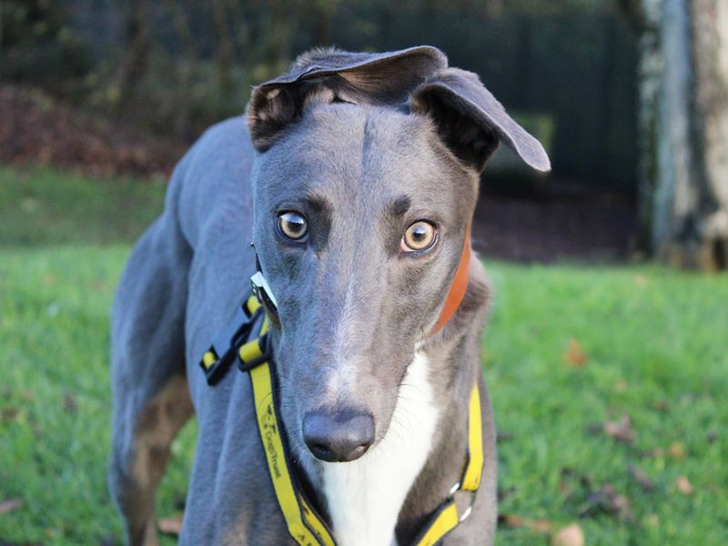 Greyhound for adoption in Liverpool, Merseyside – 2 years old