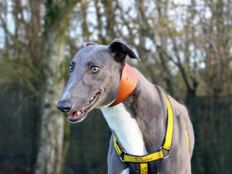 Greyhound for adoption in Liverpool, Merseyside – 2 years old - Image 3 of 4