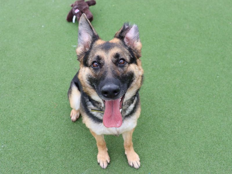 undefined | German Shepherd Dog | undefined - 8