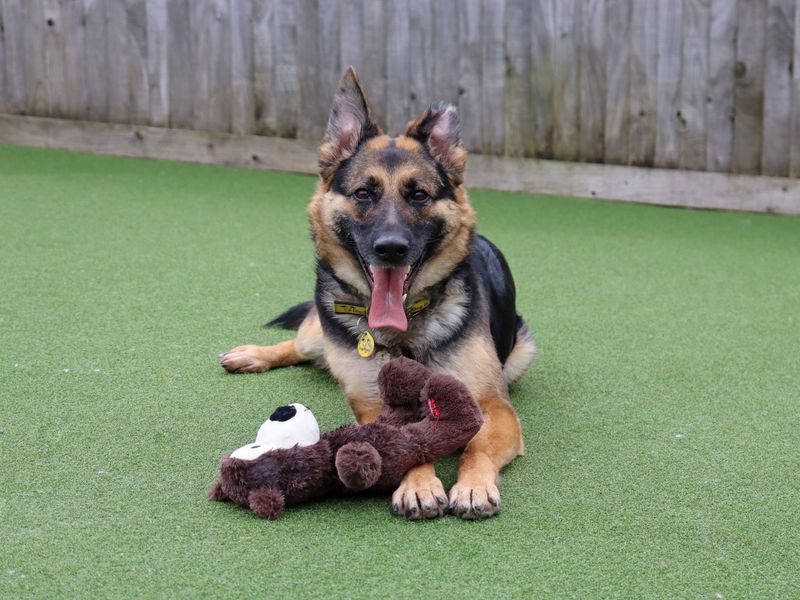 undefined | German Shepherd Dog | undefined - 5