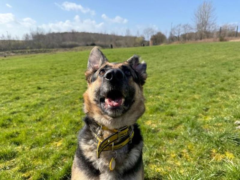undefined | German Shepherd Dog | undefined - 6