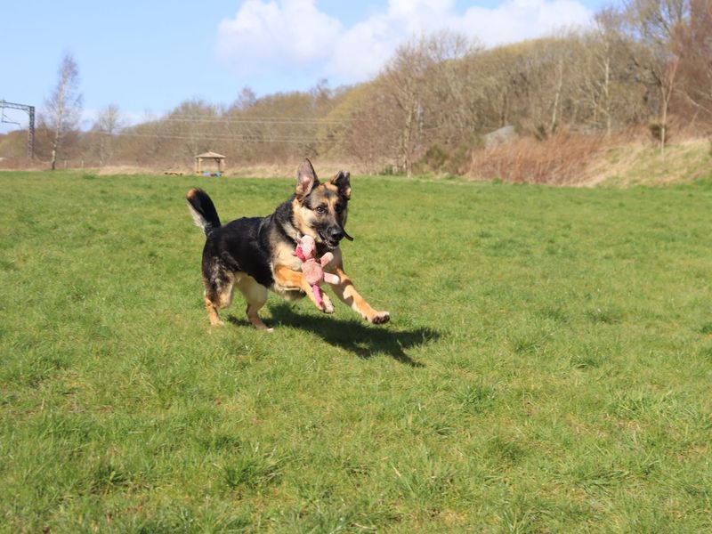 undefined | German Shepherd Dog | undefined - 2