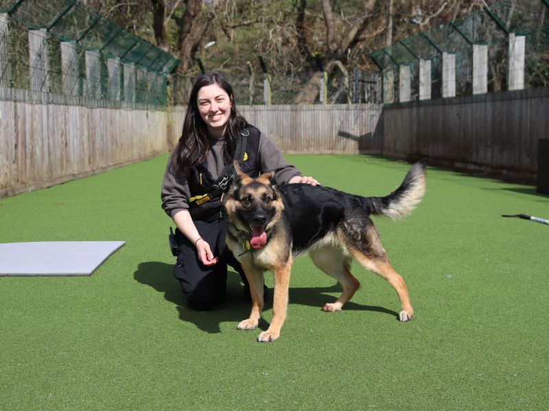 Olive | German Shepherd Dog | Glasgow - 1