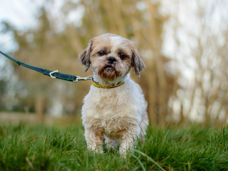 Shih Tzu for adoption in Kenilworth, Warwickshire – 4 years old - Image 3 of 3