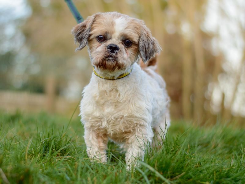 Shih Tzu for adoption in Kenilworth, Warwickshire – 4 years old - Image 2 of 3