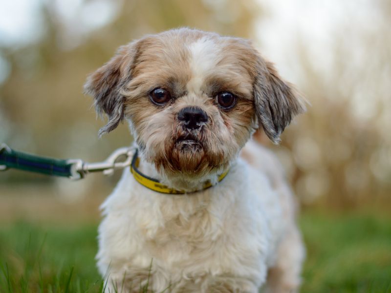 Shih Tzu for adoption in Kenilworth, Warks – 4 years old