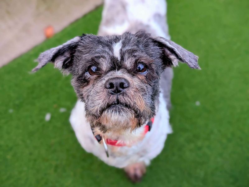 Shih Tzu for adoption in Cardiff / Caerdydd, South Glamorgan – 11 years old - Image 3 of 3