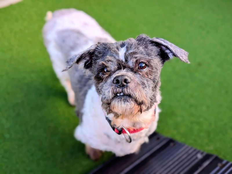Shih Tzu Dogs And Puppies For Adoption